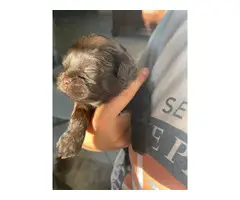 5 Chocolate Shih Poo puppies for sale