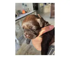 5 Chocolate Shih Poo puppies for sale - 4