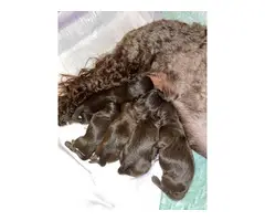 5 Chocolate Shih Poo puppies for sale - 7