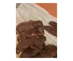 5 Chocolate Shih Poo puppies for sale - 8