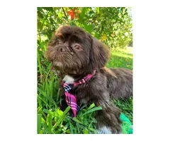 5 Chocolate Shih Poo puppies for sale - 12