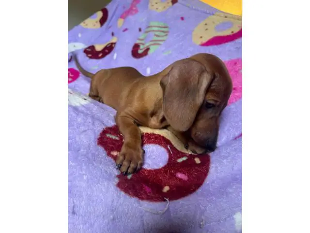 Standard red dachshund puppies for sale - 2/5