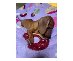 Standard red dachshund puppies for sale - 2