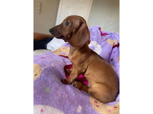 Standard red dachshund puppies for sale - 3/5