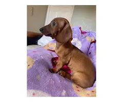 Standard red dachshund puppies for sale