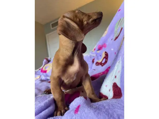 Standard red dachshund puppies for sale - 4/5