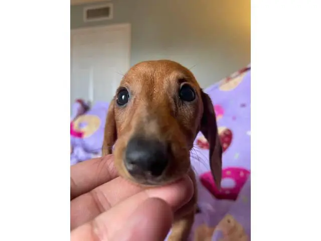 Standard red dachshund puppies for sale - 5/5