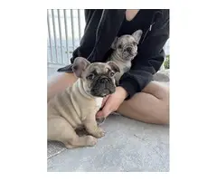 Frenchie Puppies looking for loving homes!