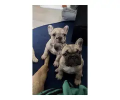 Frenchie Puppies looking for loving homes!