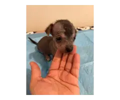 6 Xoloitzcuintli puppies for sale