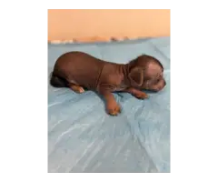 6 Xoloitzcuintli puppies for sale - 5