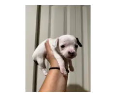 6 Xoloitzcuintli puppies for sale - 9