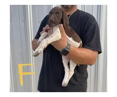 4 females and 4 males GSP puppies