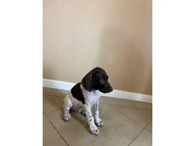4 females and 4 males GSP puppies - 5/12
