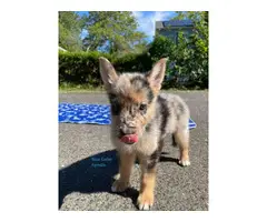 German Shepherd Aussie Mix for sale