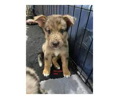 German Shepherd Aussie Mix for sale