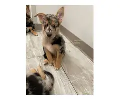 German Shepherd Aussie Mix for sale