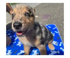 German Shepherd Aussie Mix for sale