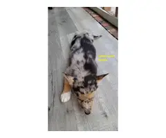 German Shepherd Aussie Mix for sale