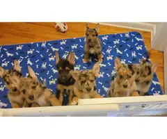German Shepherd Aussie Mix for sale