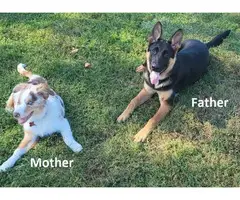 German Shepherd Aussie Mix for sale