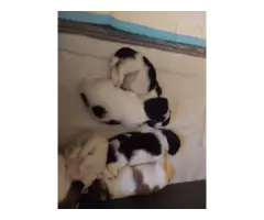 Black and White Shih Tzu Puppies for Sale - 4
