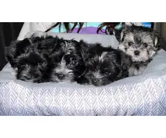 4 Adorable Morkie puppies for sale