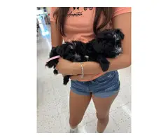 4 Adorable Morkie puppies for sale - 2