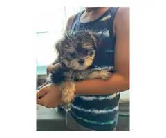 4 Adorable Morkie puppies for sale - 4