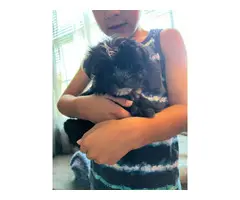4 Adorable Morkie puppies for sale - 6