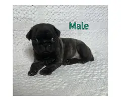 AKC Brindle and Fawn Pug Puppies for Sale