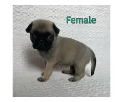 AKC Brindle and Fawn Pug Puppies for Sale - 2