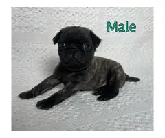 AKC Brindle and Fawn Pug Puppies for Sale - 3