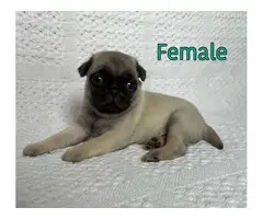 AKC Brindle and Fawn Pug Puppies for Sale - 4