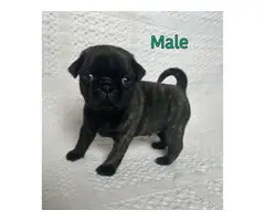 AKC Brindle and Fawn Pug Puppies for Sale - 5