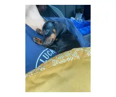 Female dachshund pup for adoption