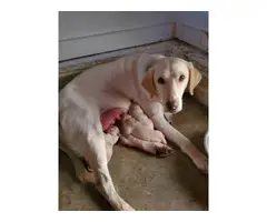 Yellow Lab Puppies AKC registered - 2