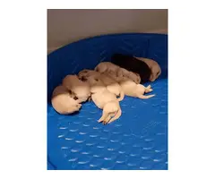 Yellow Lab Puppies AKC registered - 5