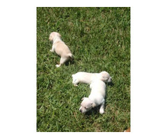 3 Jack Chi puppies looking for a new family