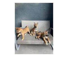 2 months old Shiba inu puppies for sale
