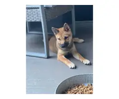 2 months old Shiba inu puppies for sale - 2