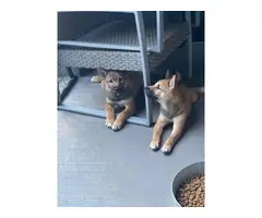 2 months old Shiba inu puppies for sale - 3