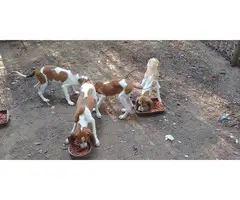 4 months old Redtick Coonhound Puppies