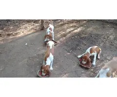 4 months old Redtick Coonhound Puppies - 2