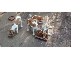 4 months old Redtick Coonhound Puppies - 5