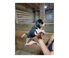 5 Beagle puppies available - 2