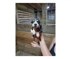 5 Beagle puppies available - 3