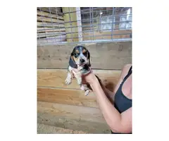 5 Beagle puppies available - 9