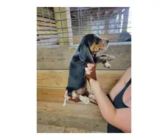 5 Beagle puppies available - 11