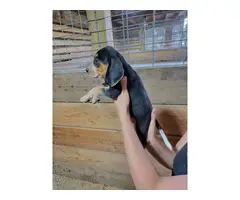 5 Beagle puppies available - 12